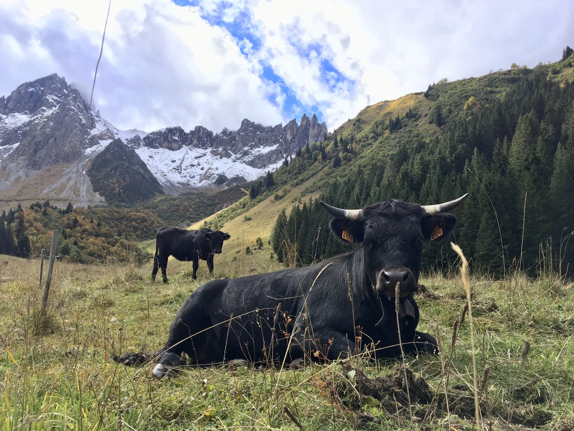 Hérens sous les Aiguilles de la Pennaz - réserve naturelle des Contamines Montjoie