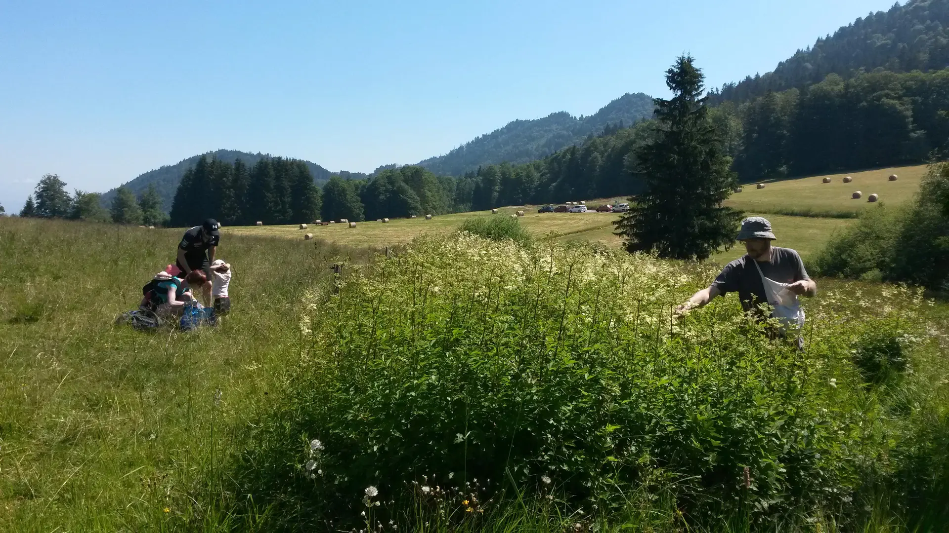 Randonnée Florale sur le plateau des Moises_Habère-Poche