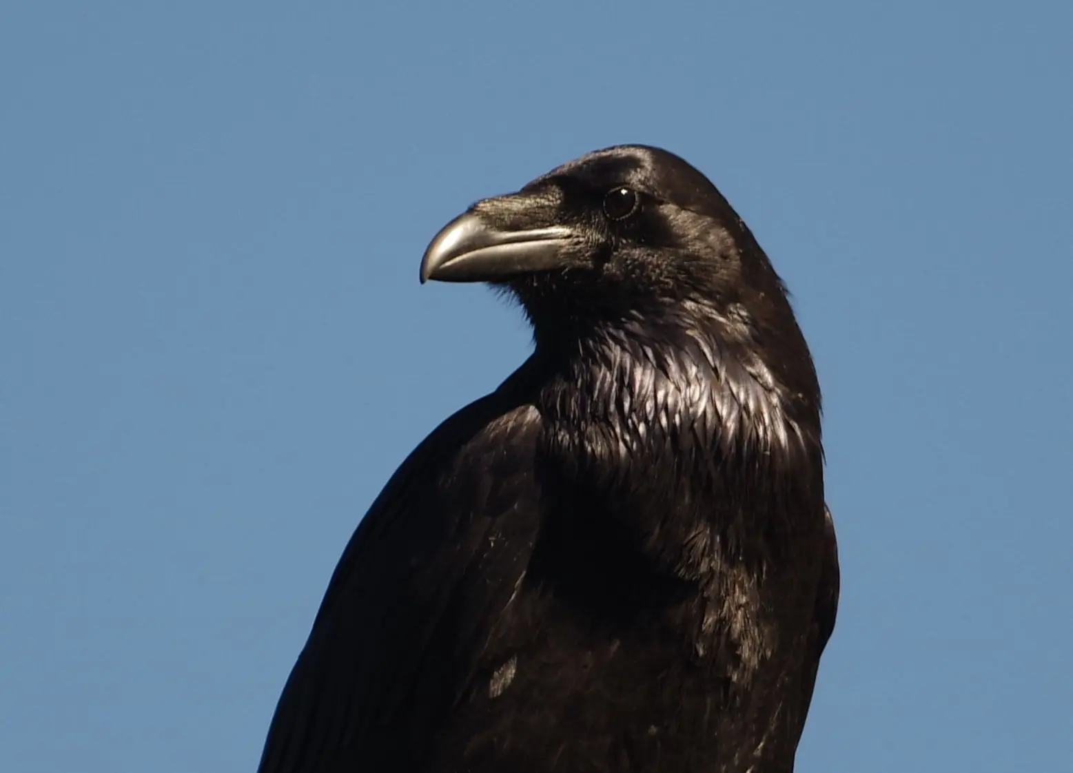 Conférence Les Corvidés : une famille d'oiseaux ordinaires mais tellement extraordinaire_Gardanne
