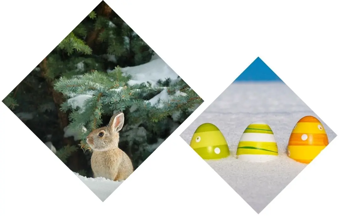 Photo portrait - Chasse aux oeufs