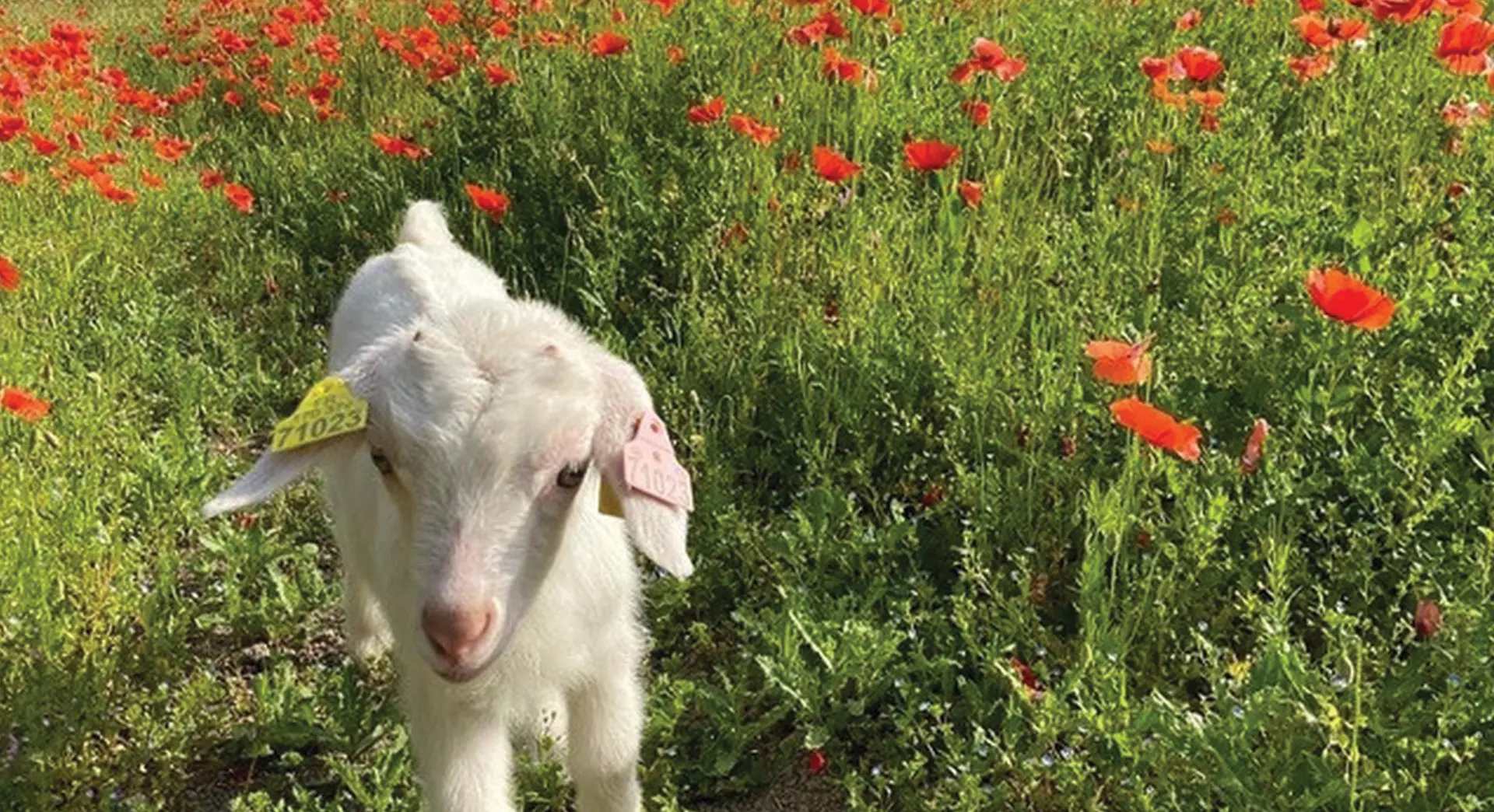Chasse aux œufs à la Petite Ferme Pédagogique_Saint-Rémy-de-Provence