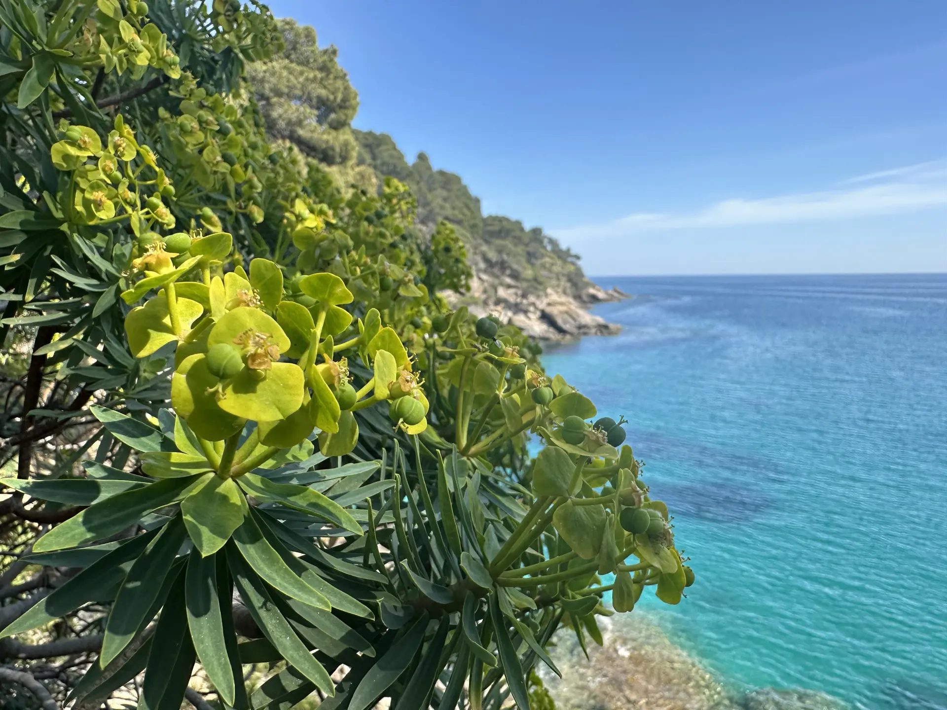 Visite thématique Au cœur du maquis méditerranéen_Rayol-Canadel sur Mer