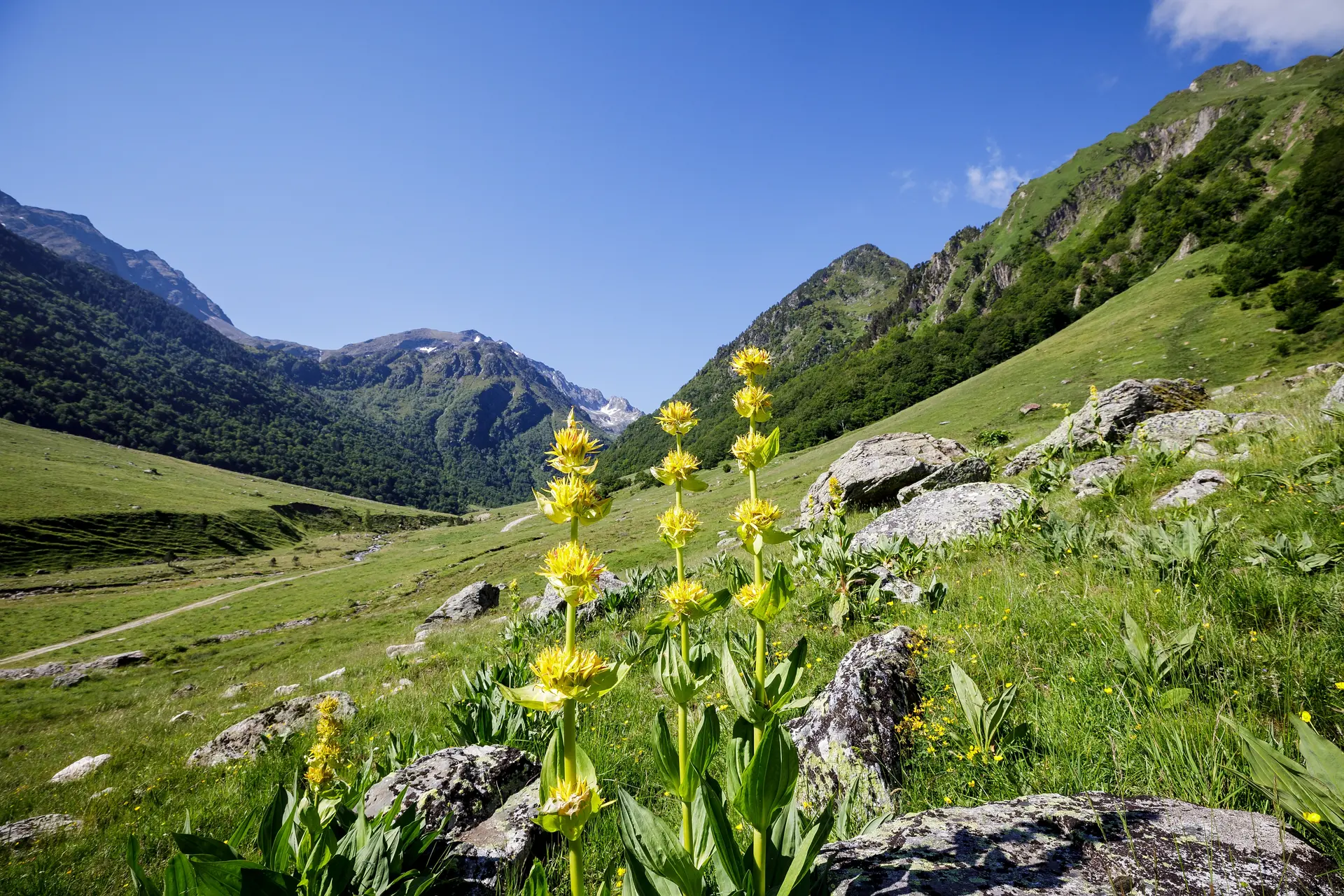 Gentianes Jasse d'En Gaudu Réserve d'Orlu