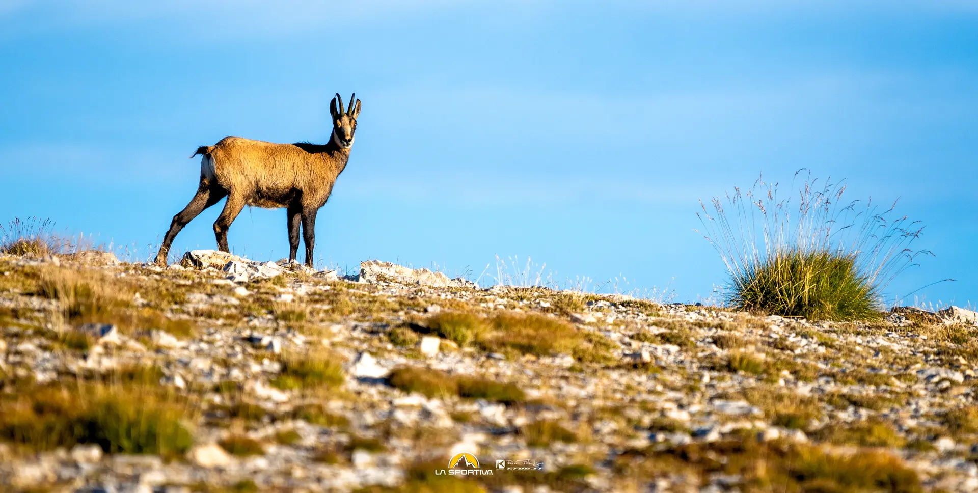 Chamois