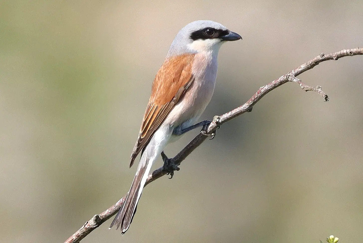 Pie-grièche écorcheur