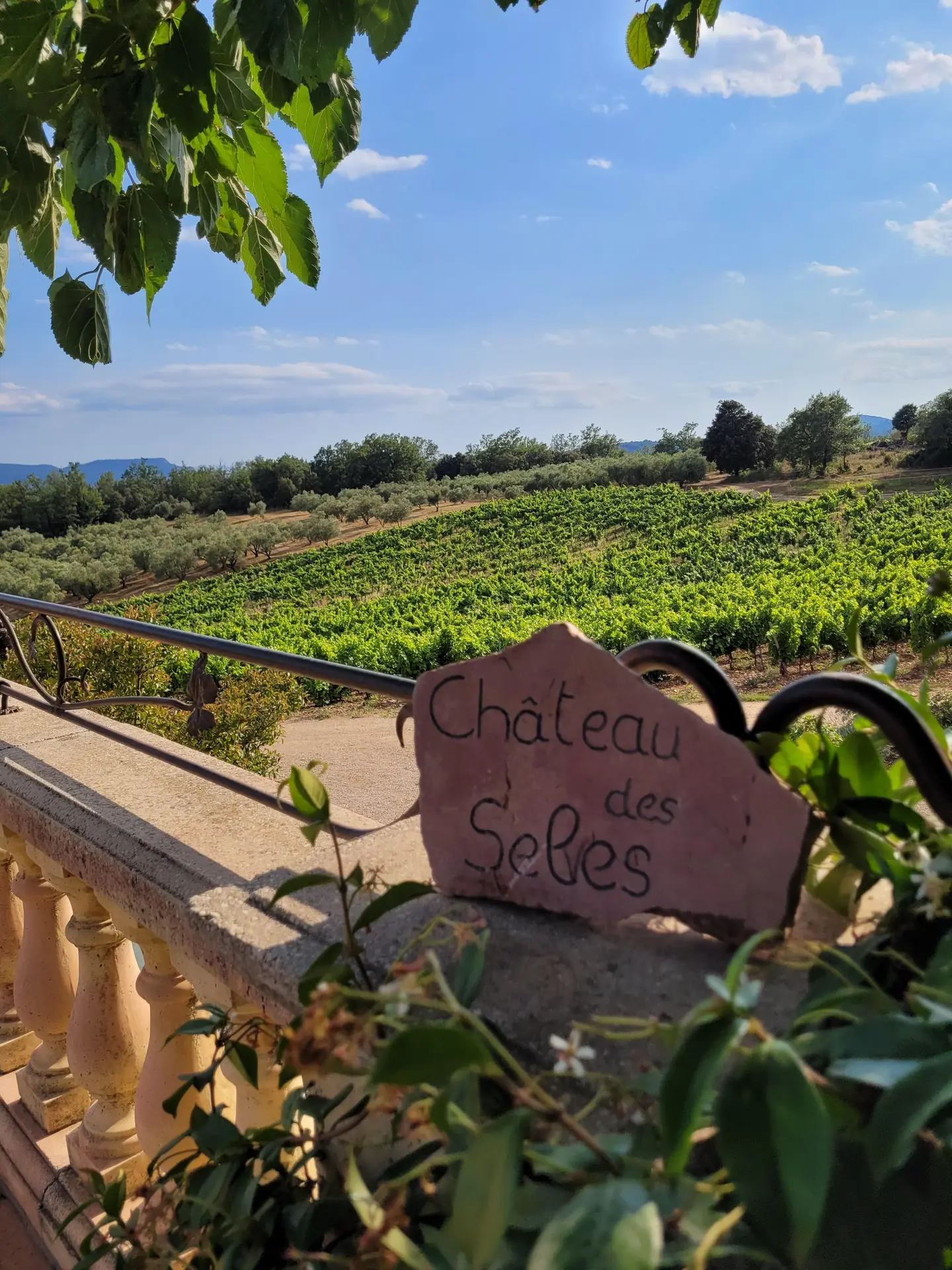 vignoble