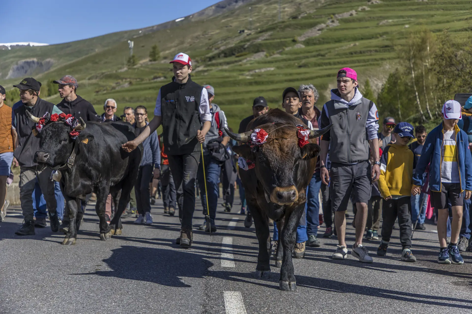 les jeunes et les vaches sur la route-LA GRAVE