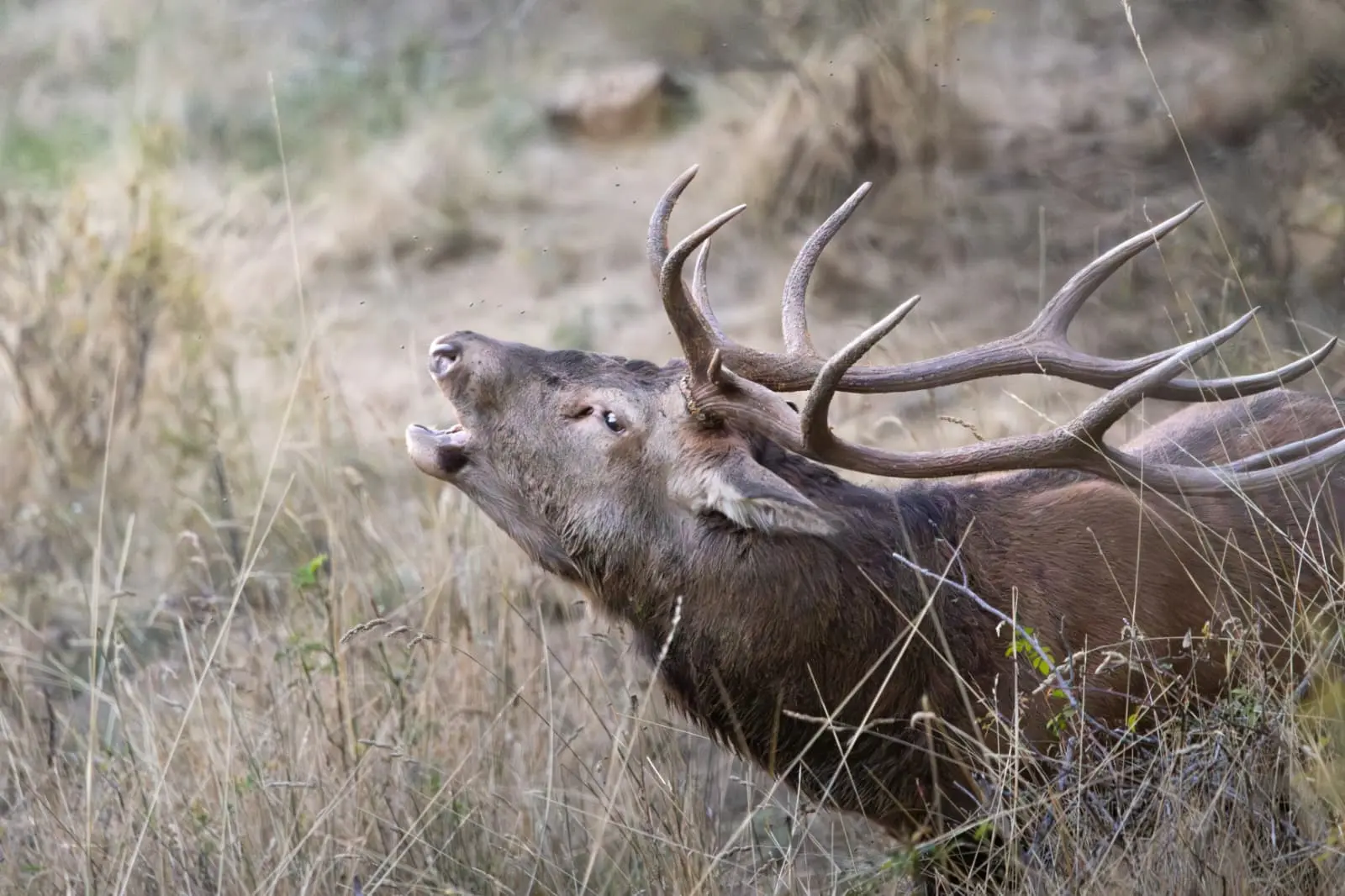 Cerf élaphe ©RNR gorges de Daluis - Clément Martin-Peguy