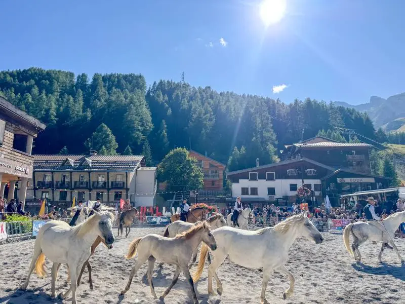 Equestrian show with light gray horses