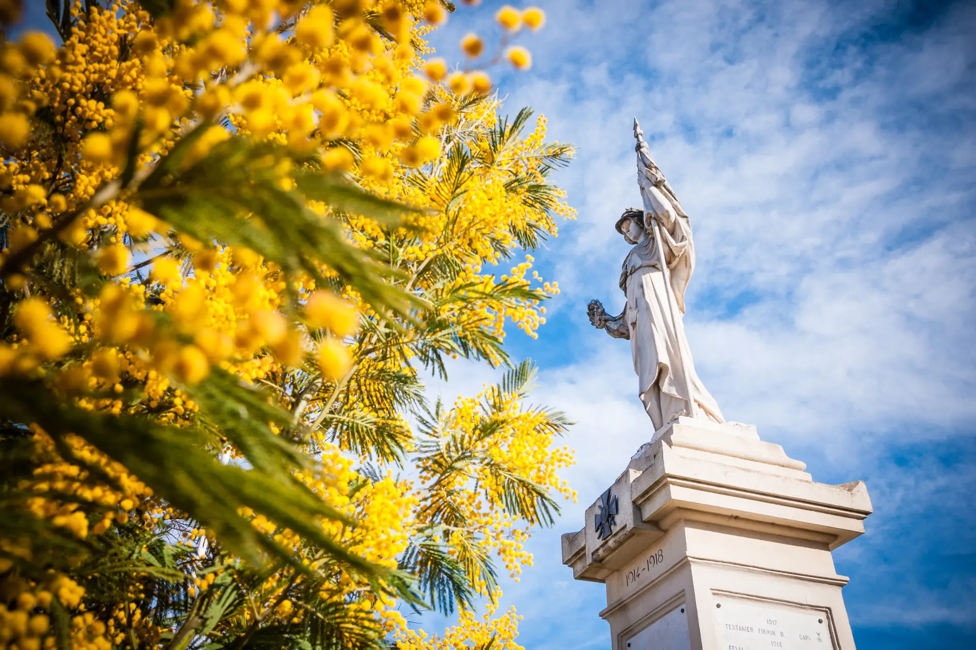 Fête du mimosa de Tanneron