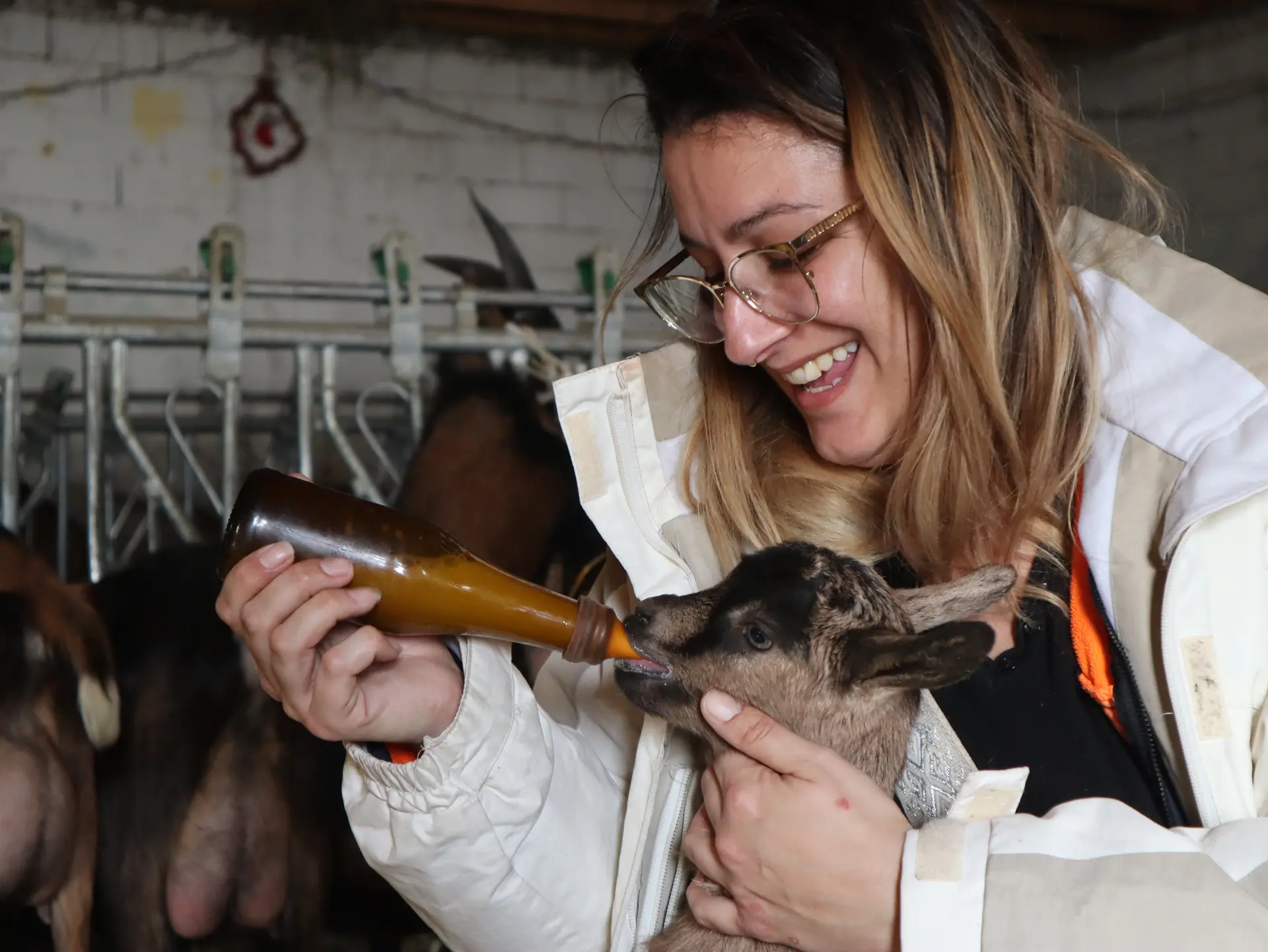 La tétée des chevreaux