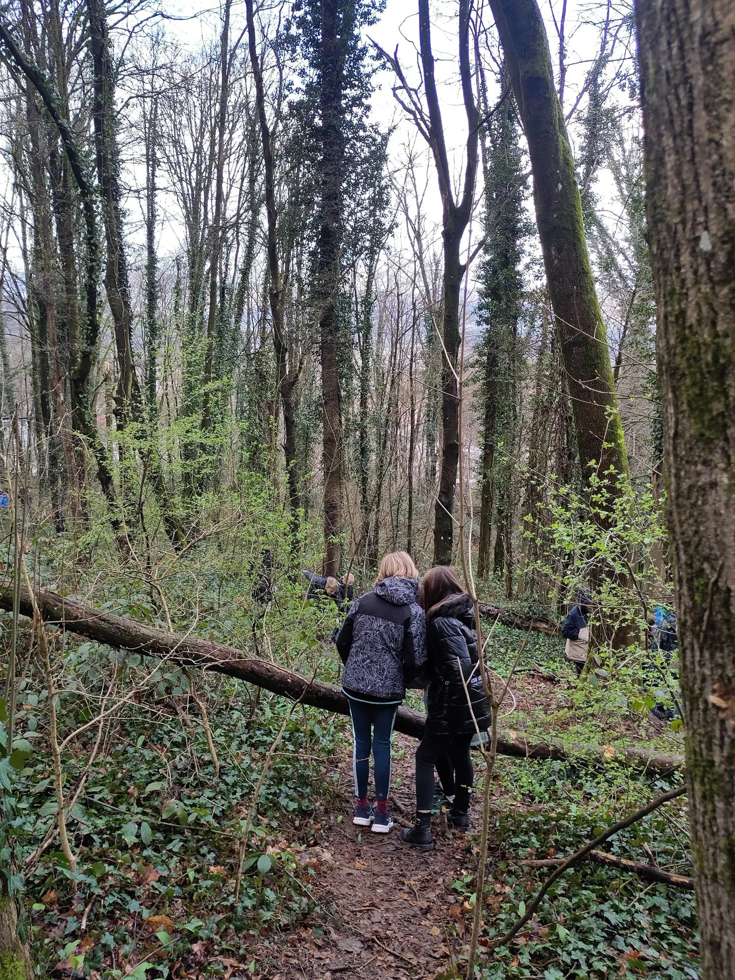 Observation dans les bois