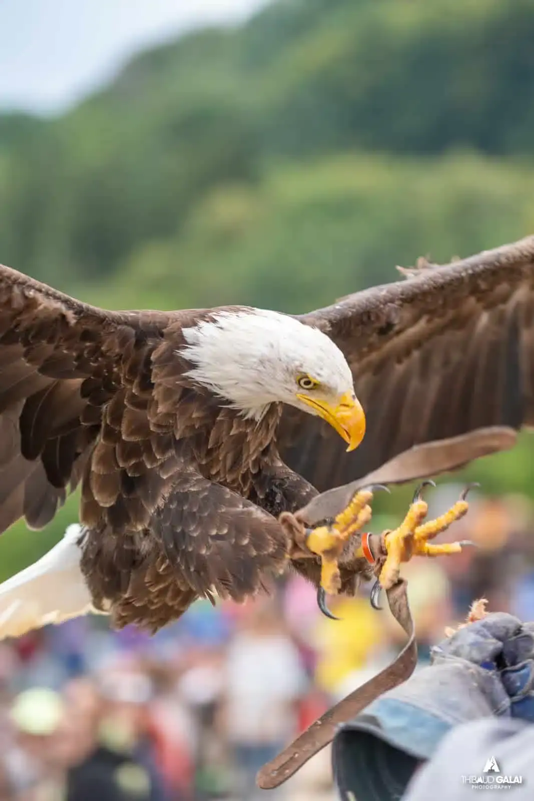 Icare Folies - Les Aigles du Léman