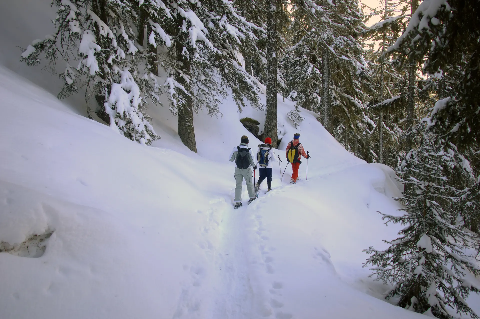 Randonnée en raquettes dans la forêt