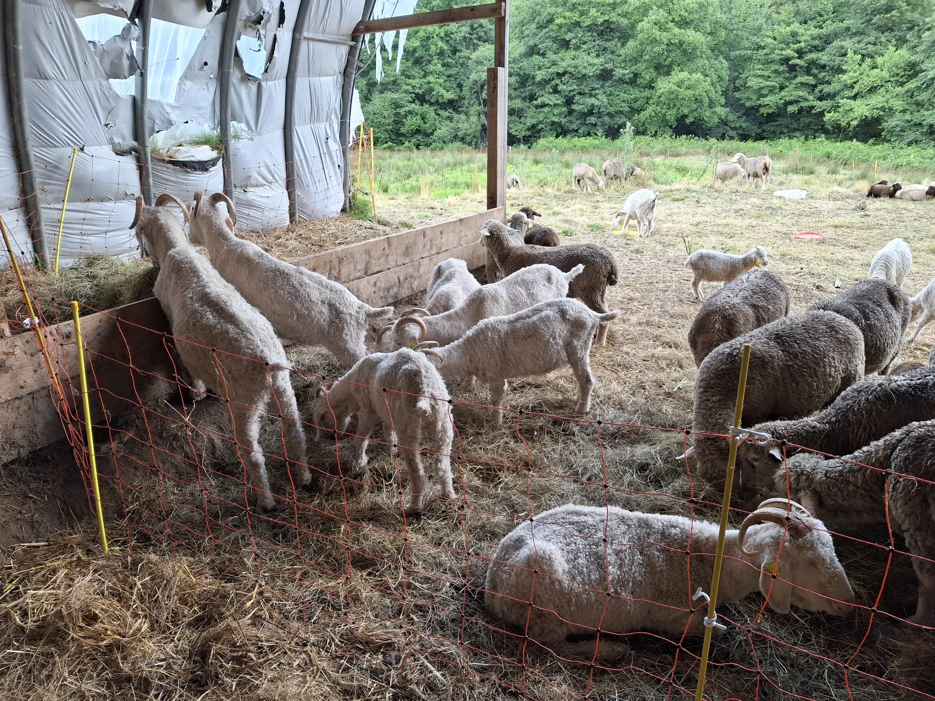 Les chèvres angora et les brebis mérinos