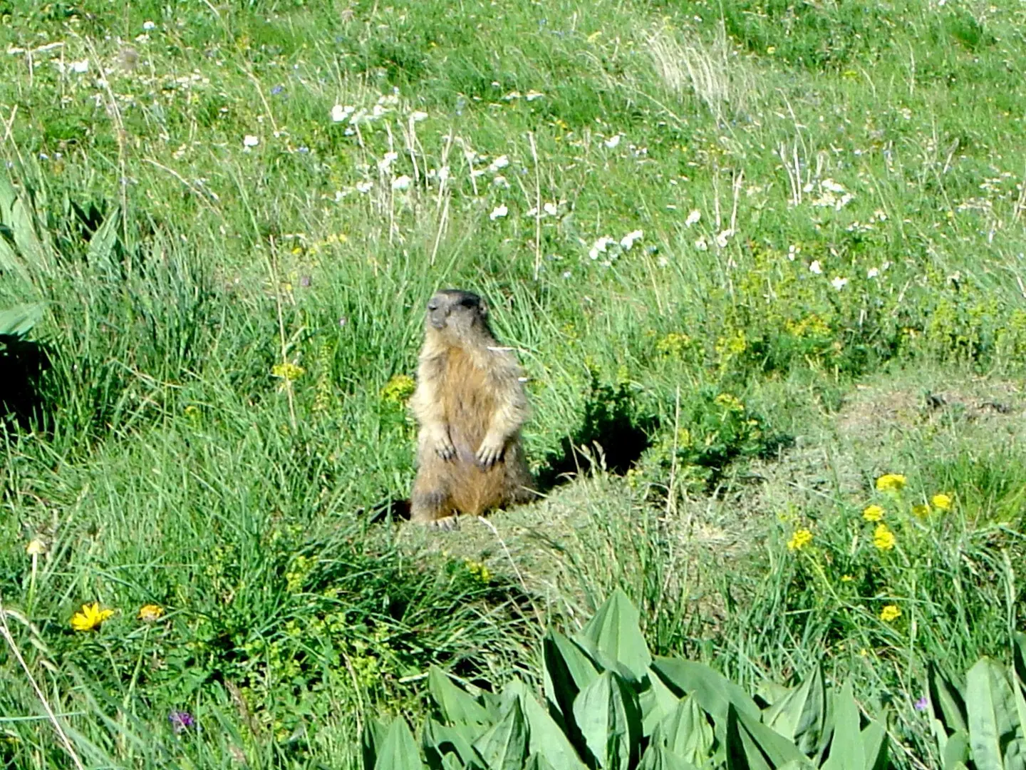 Marmottes à l'Alpe de Villar d'arène