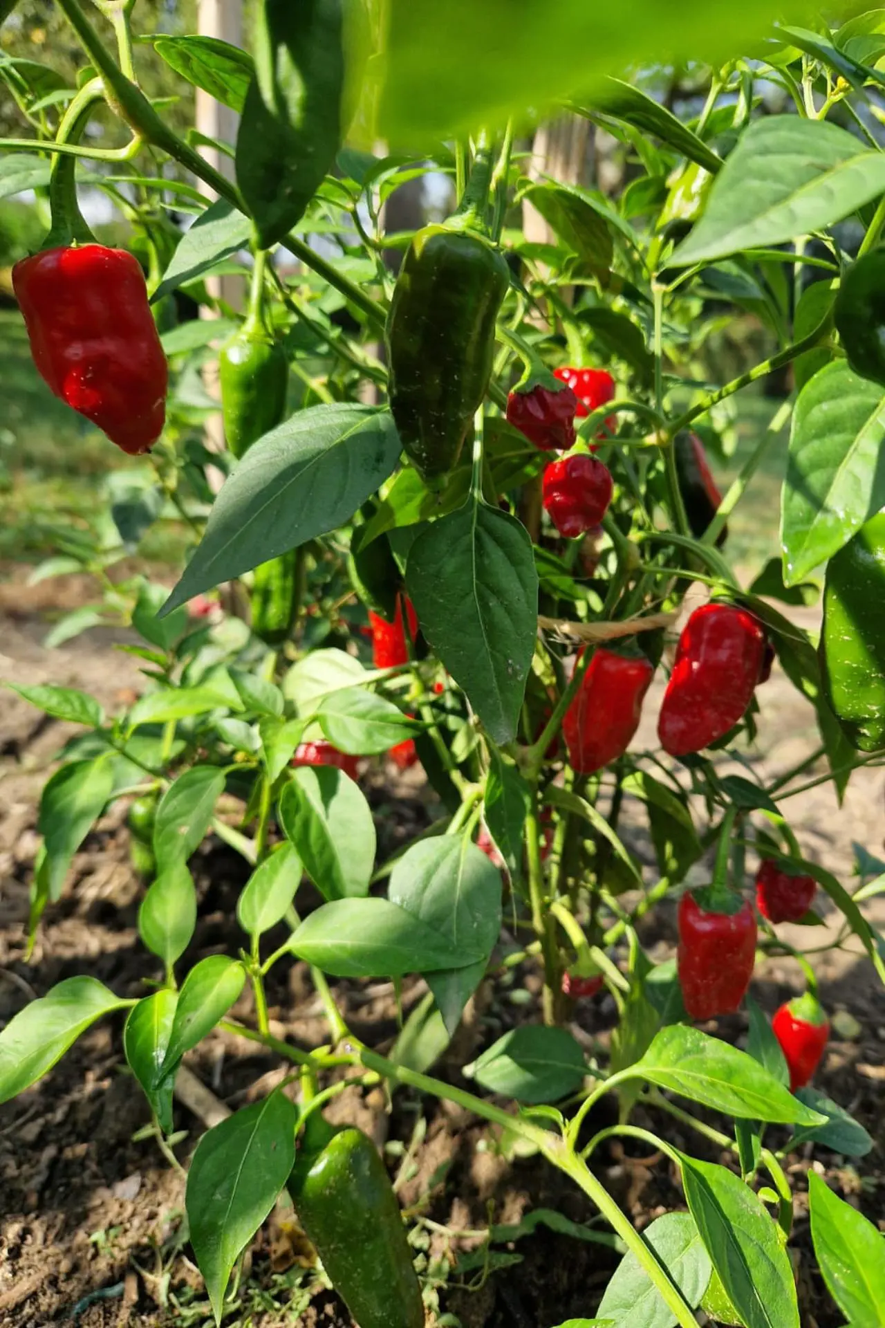 Ferme de la forêt - Piments de Bresse_Courtes