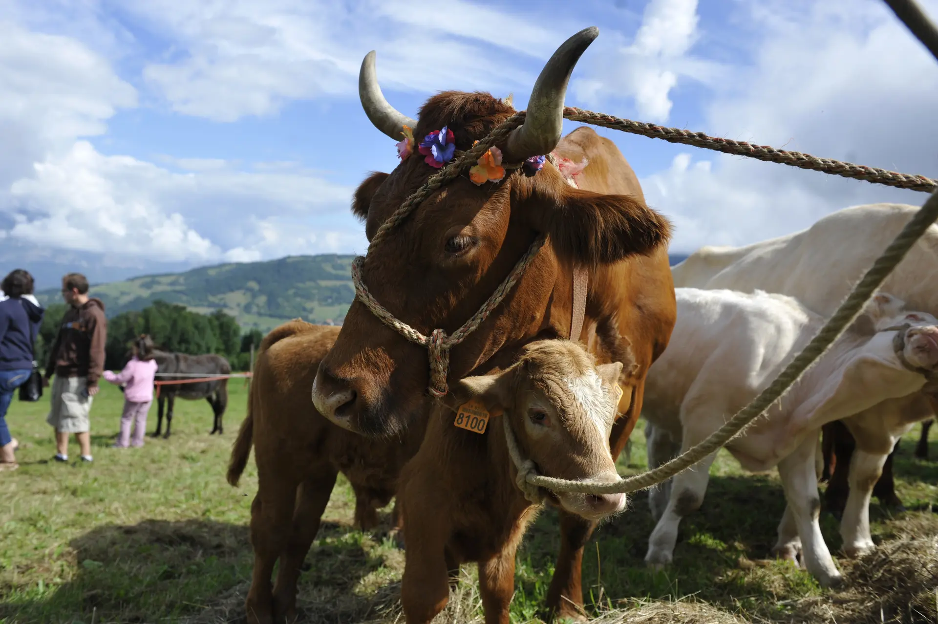 Deux vaches et leurs veaux dans un pré verdoyant, avec des montagnes en arrière-plan.