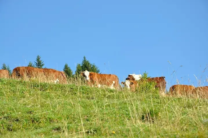 La Ferme de Seraussaix