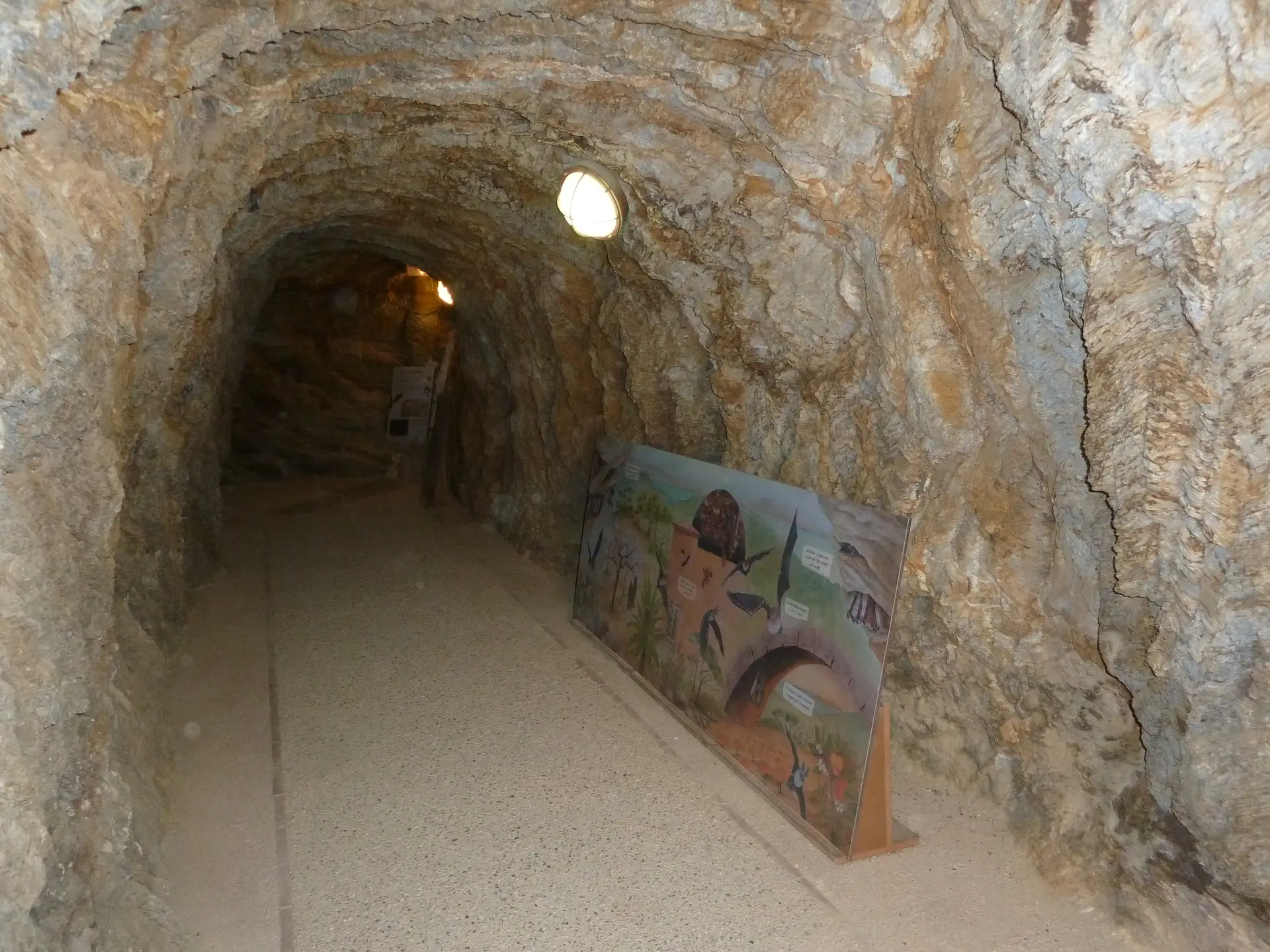 Découverte des chauve-souris