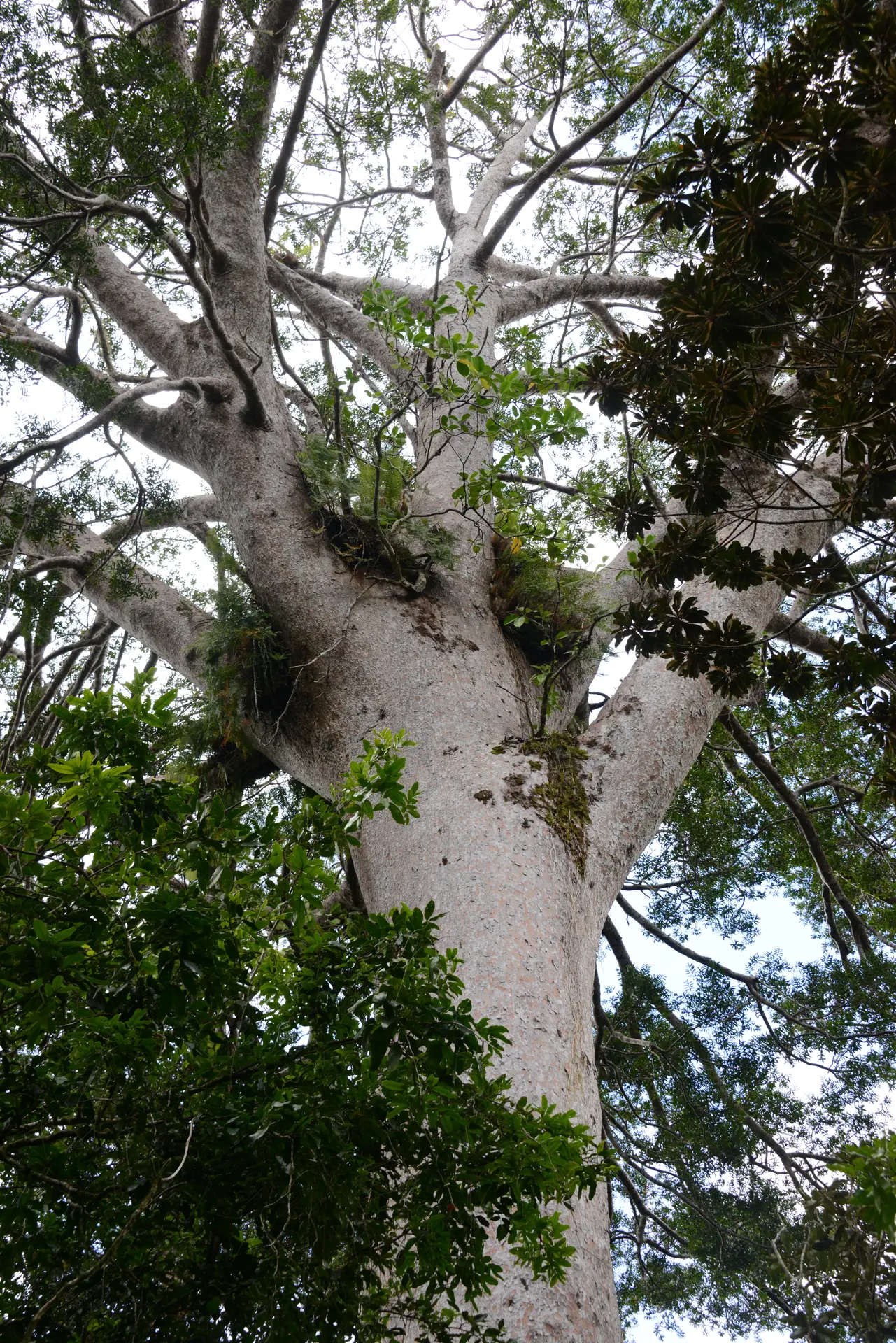 Kaori (Agathis lanceolata)