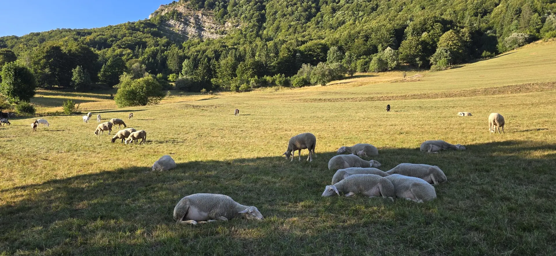 Brebis dans les pelouses sèches