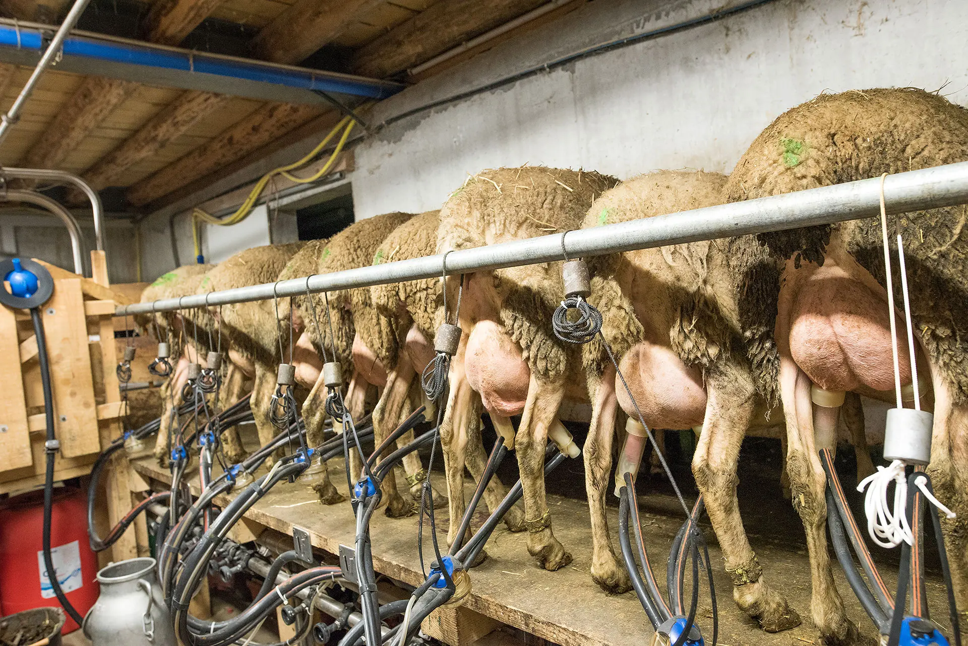 La traite des moutons