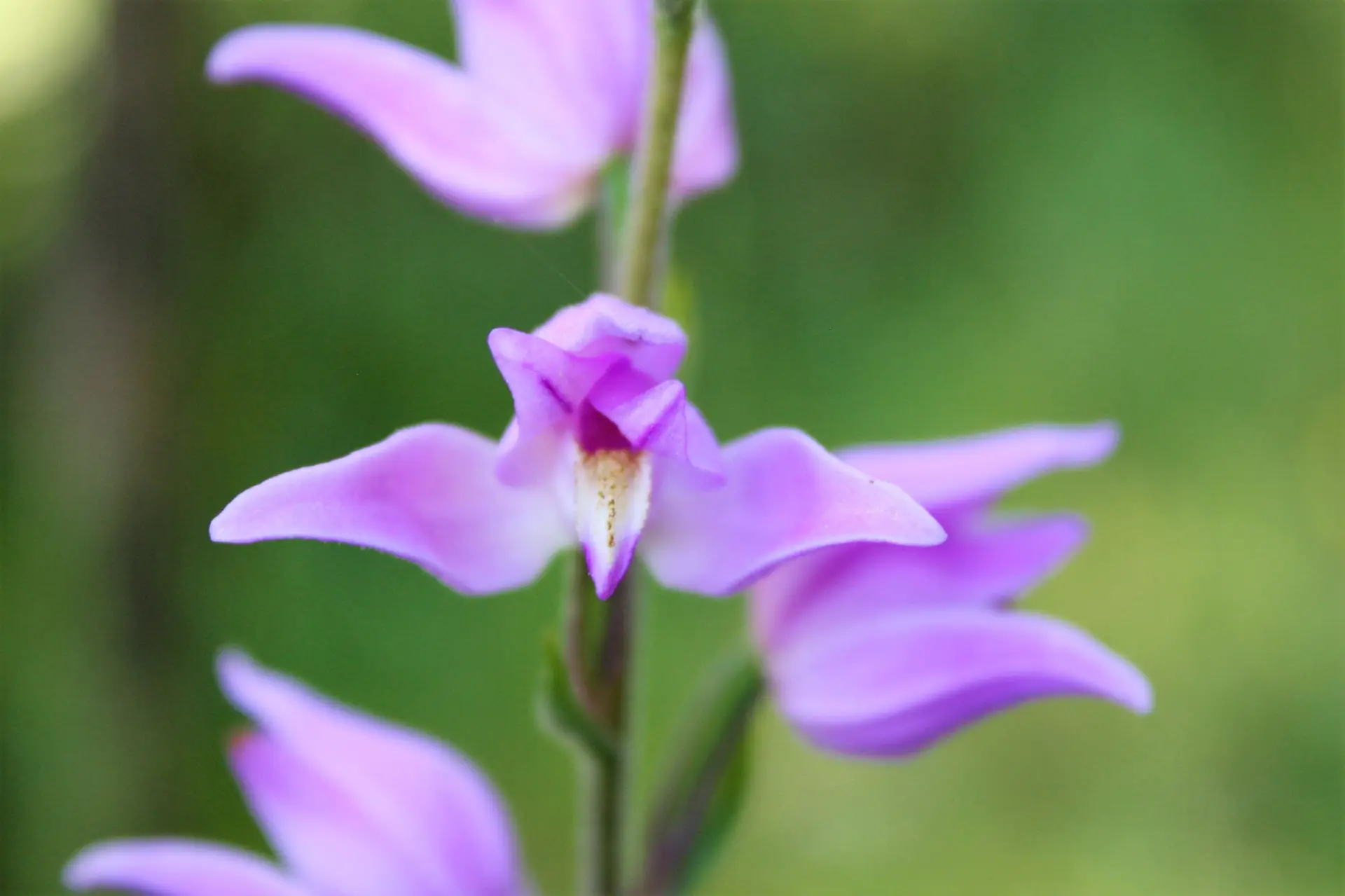Cephalanthere rouge ©RNR gorges de Daluis - Clémentine Ageron
