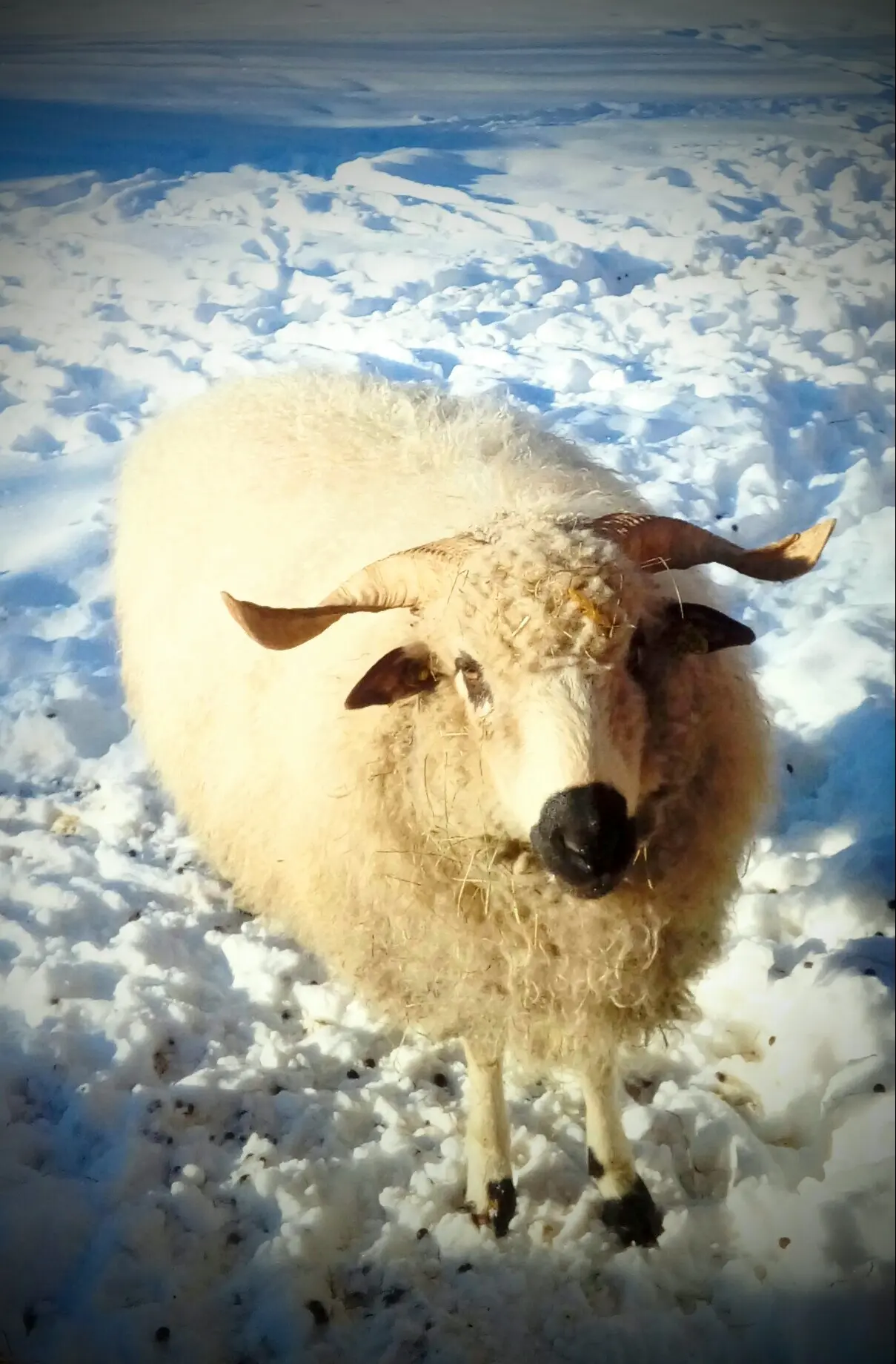 Les animaux de la ferme