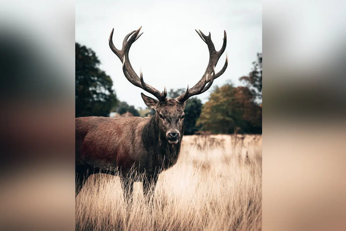 Sortie brame du cerf - Thônes