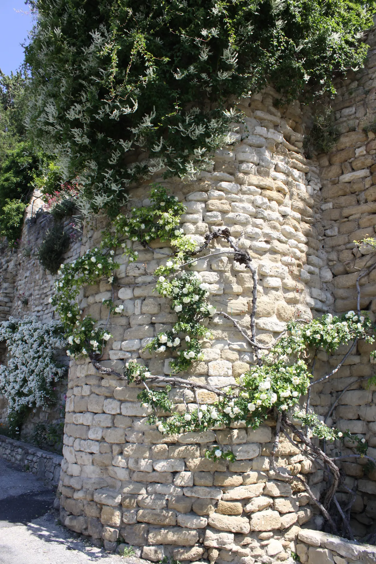 Roses anciennes - Grignan