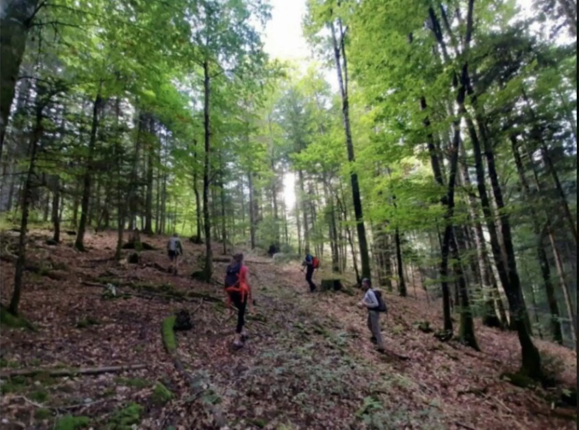 https://www.ledauphine.com/environnement/2022/03/21/savoie-dans-les-bauges-ils-rachetent-une-foret-pour-la-preserver