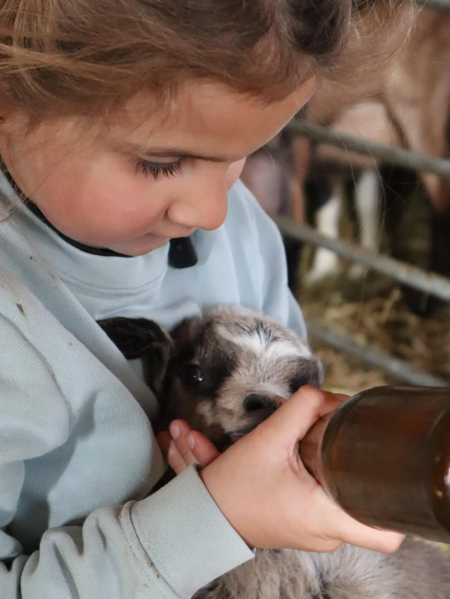 La tétée des chevreaux