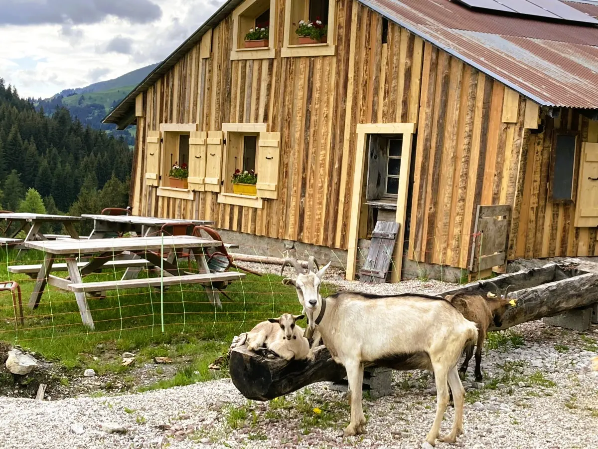 Petite balade gourmande à l’alpage