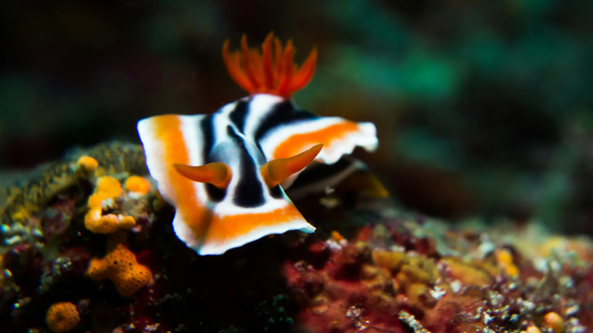 Nudibranches