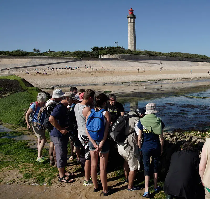 Safari à marée basse - Visite