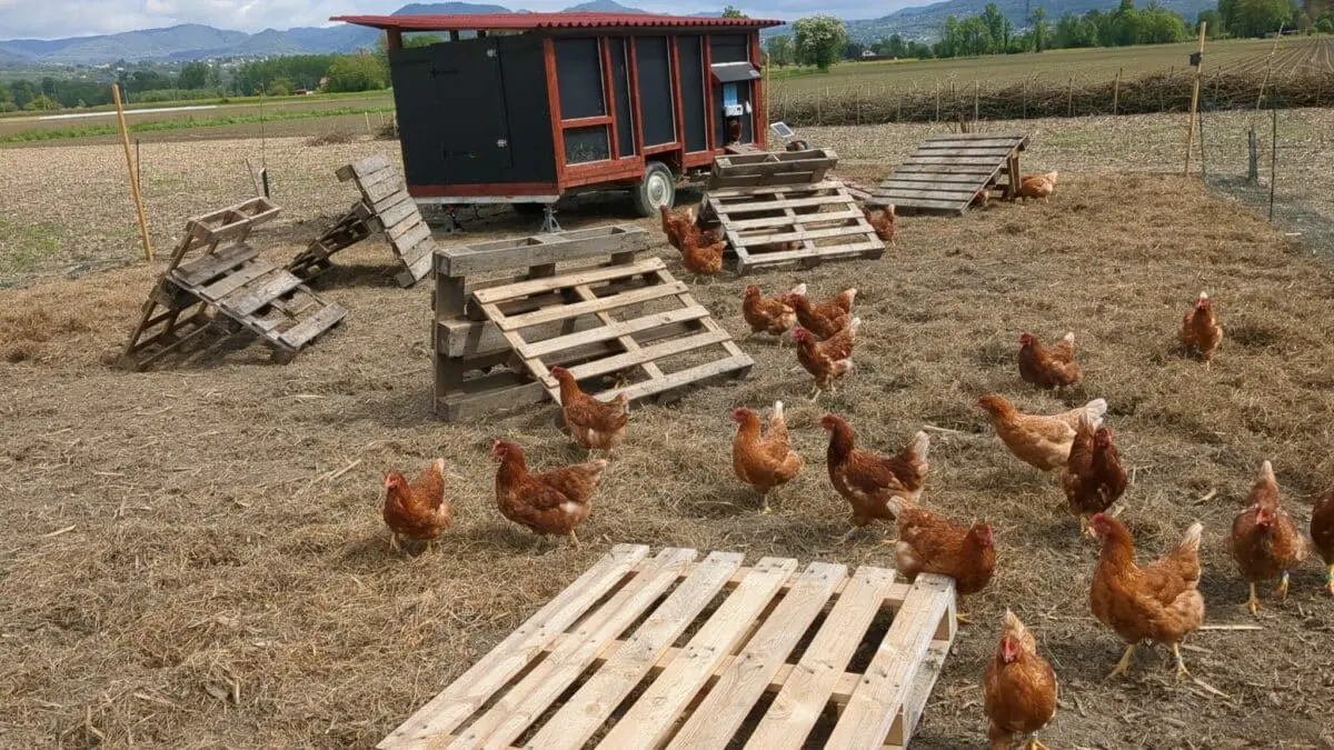 Ferme ouverte à la Ferme de la forêt fruitière