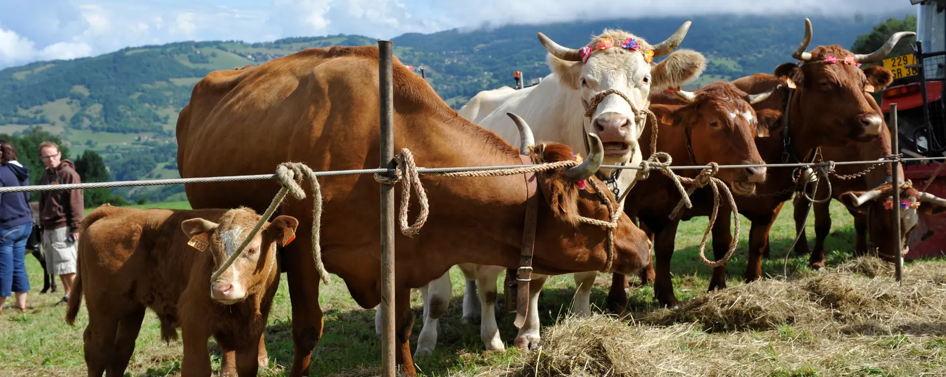 Plusieurs vaches et veaux sont alignés derrière des barrières métalliques dans un champ, avec des collines boisées en arrière-plan.