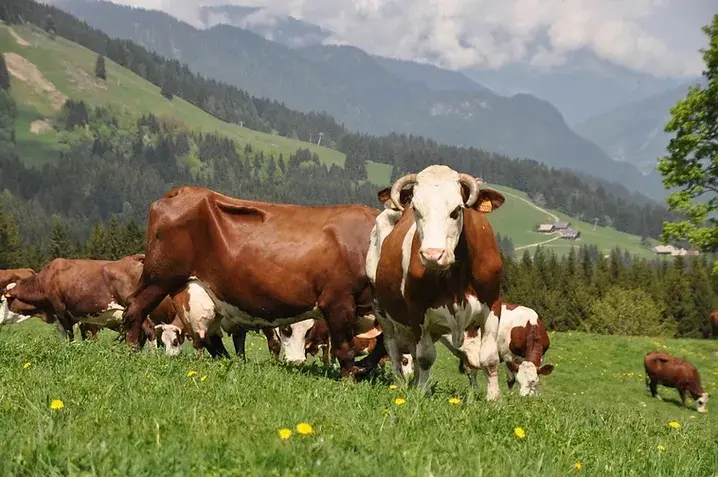 La Ferme de Seraussaix