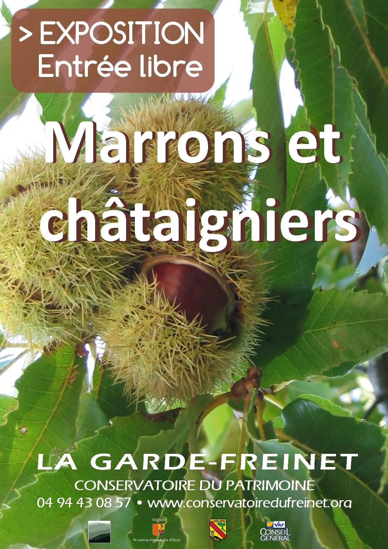 Marrons et châtaigniers