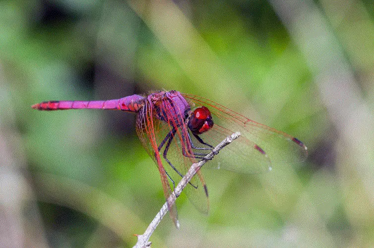 Les étangs de la Sauvebonne, un refuge LPO Paca
