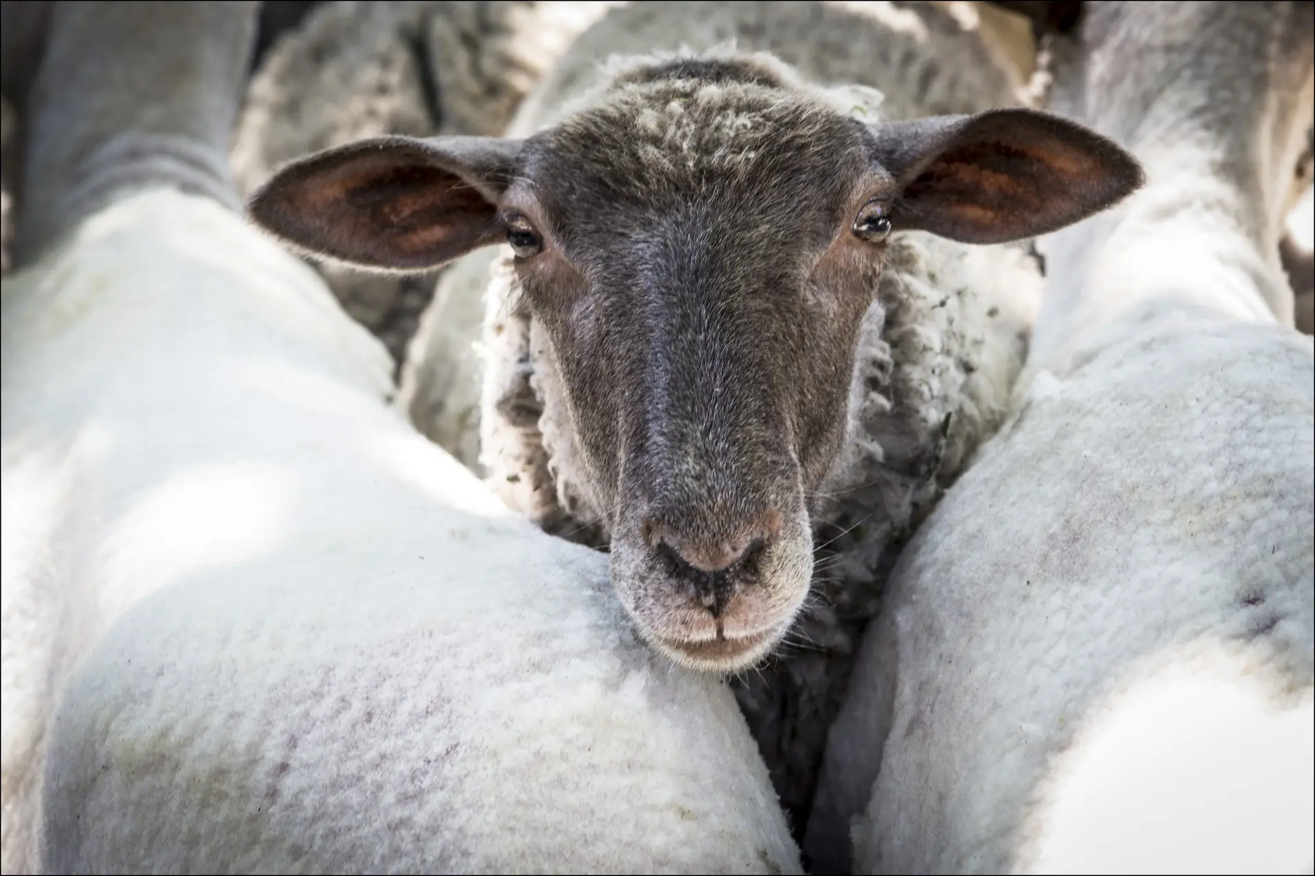 Revendran à Colmars