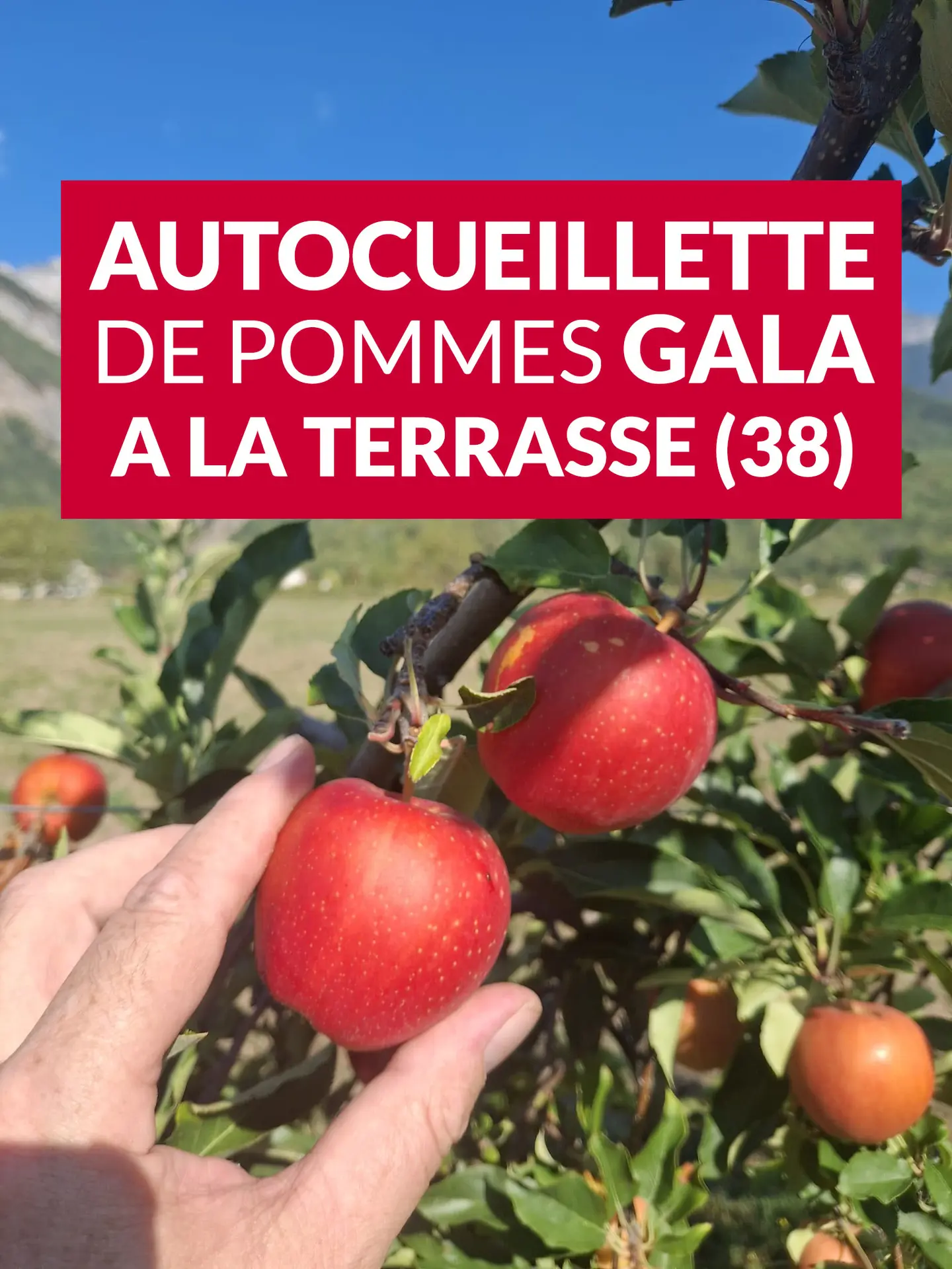 Autocueillette de pommes gala
