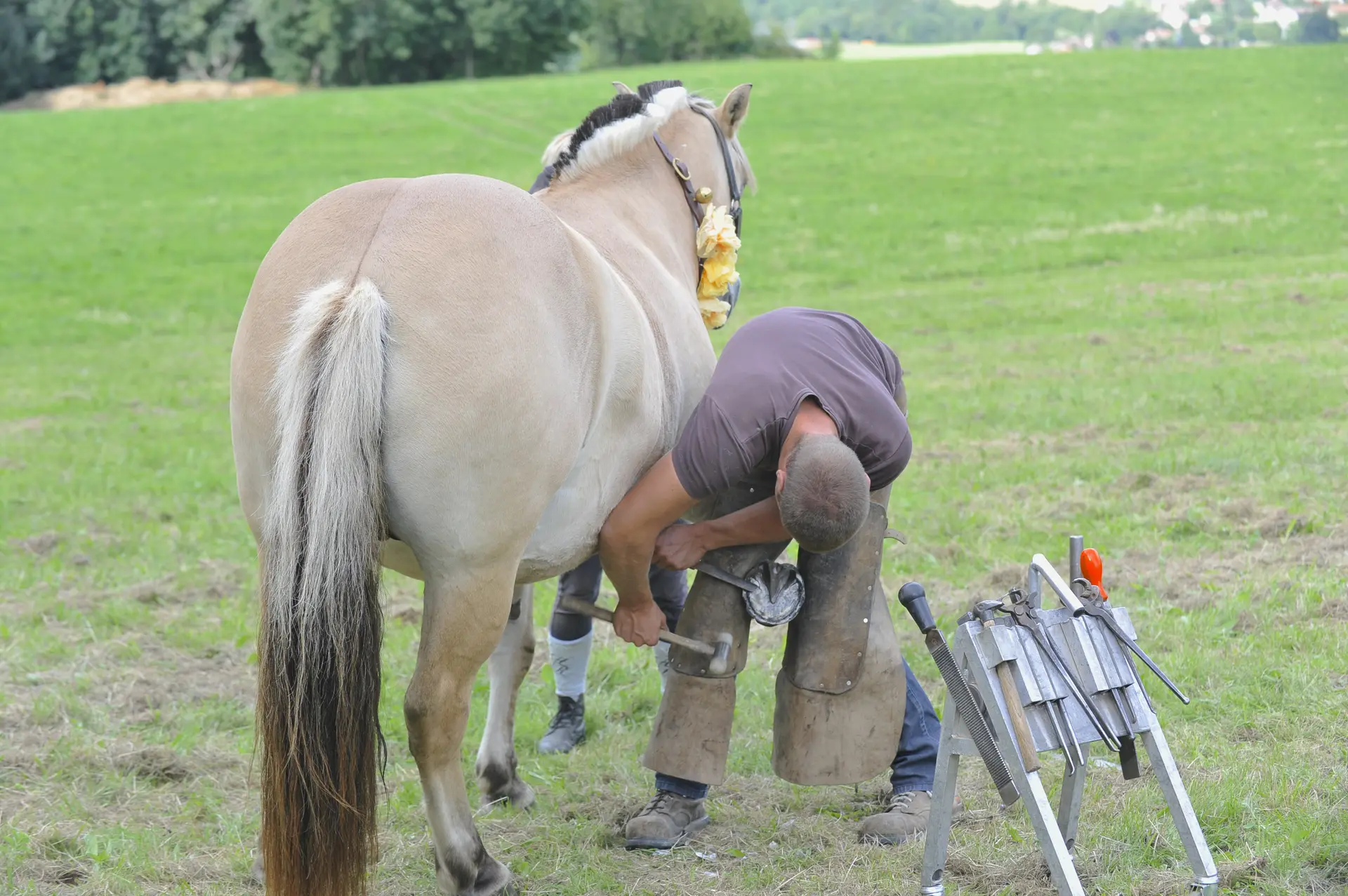 Un maréchal ferrant soignant un cheval dans un pré.