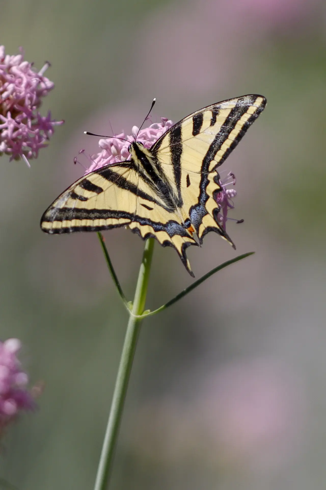 Alexanor (Papilio alexanor)