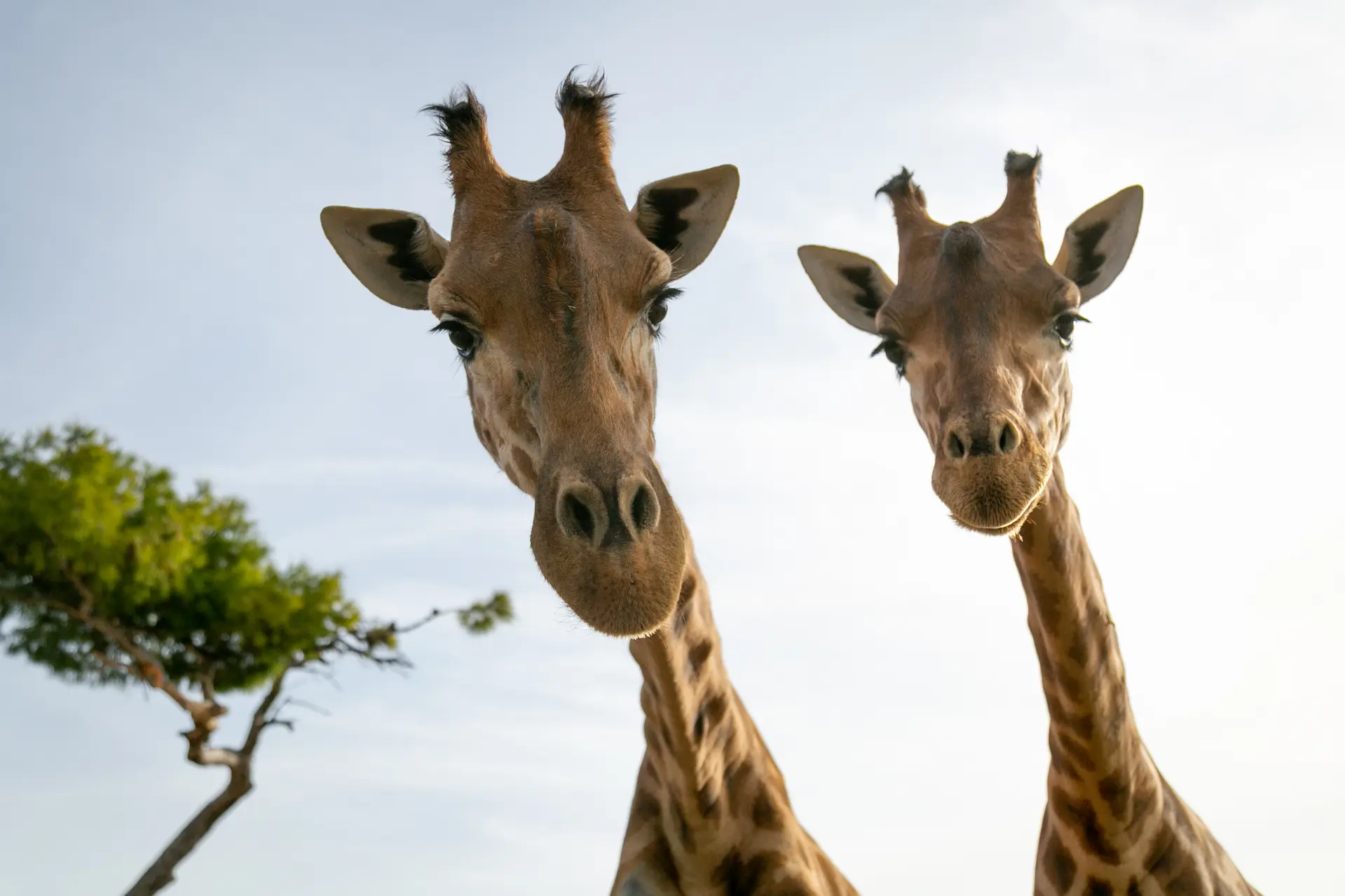 L'été au Parc Animalier de La Barben