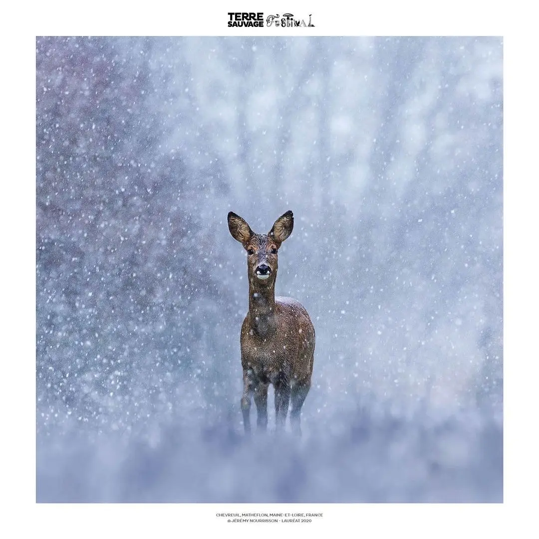 Festival Terre Sauvage - Bourse Iris