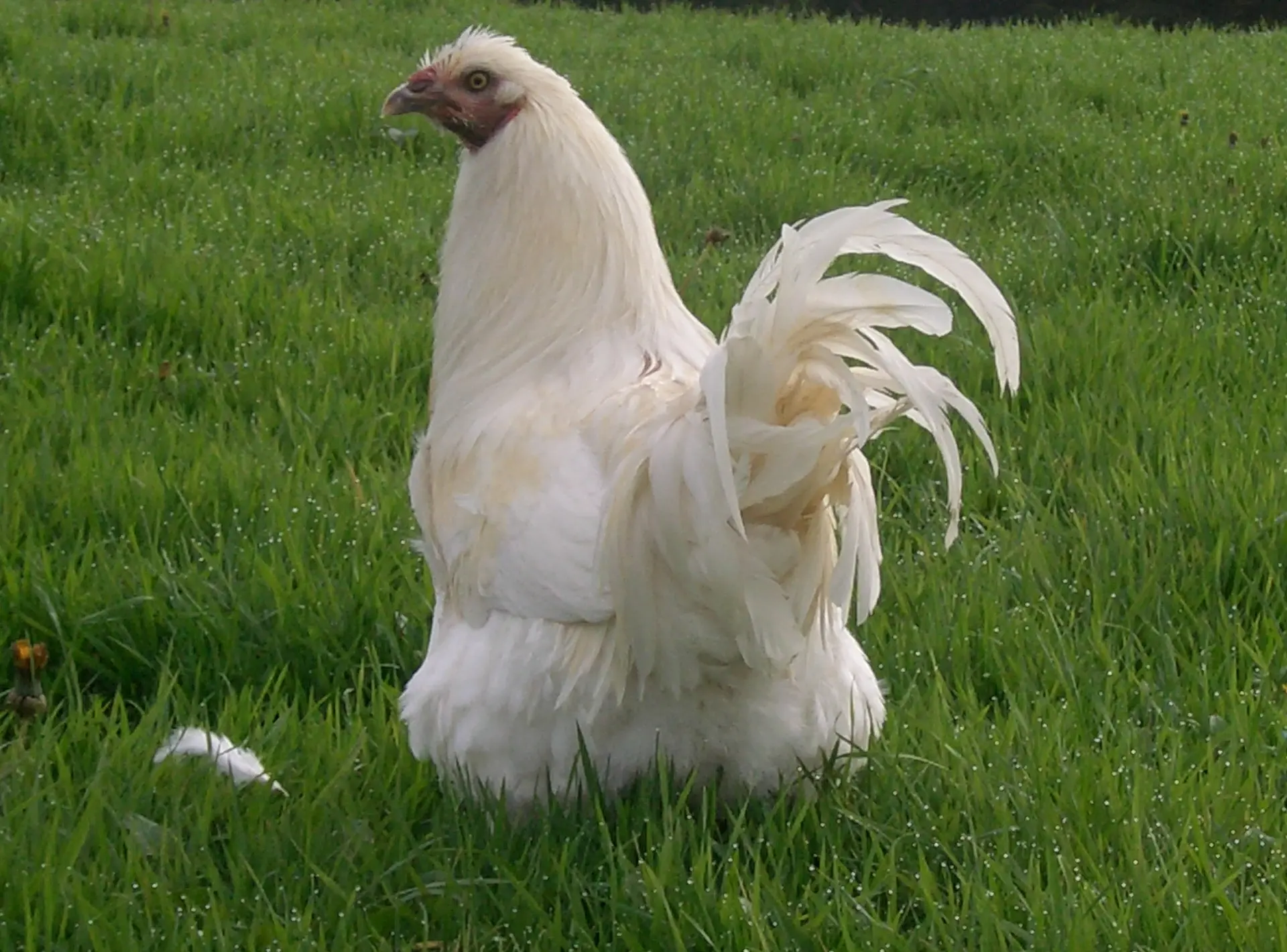Chapon de Bresse dans le pré