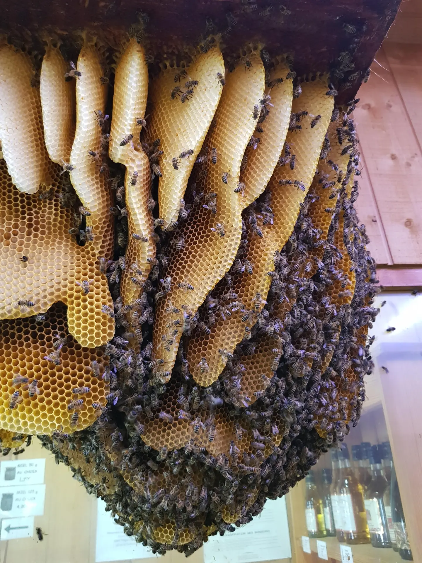 Visite guidée La Grange aux Abeilles 42380 Estivareilles