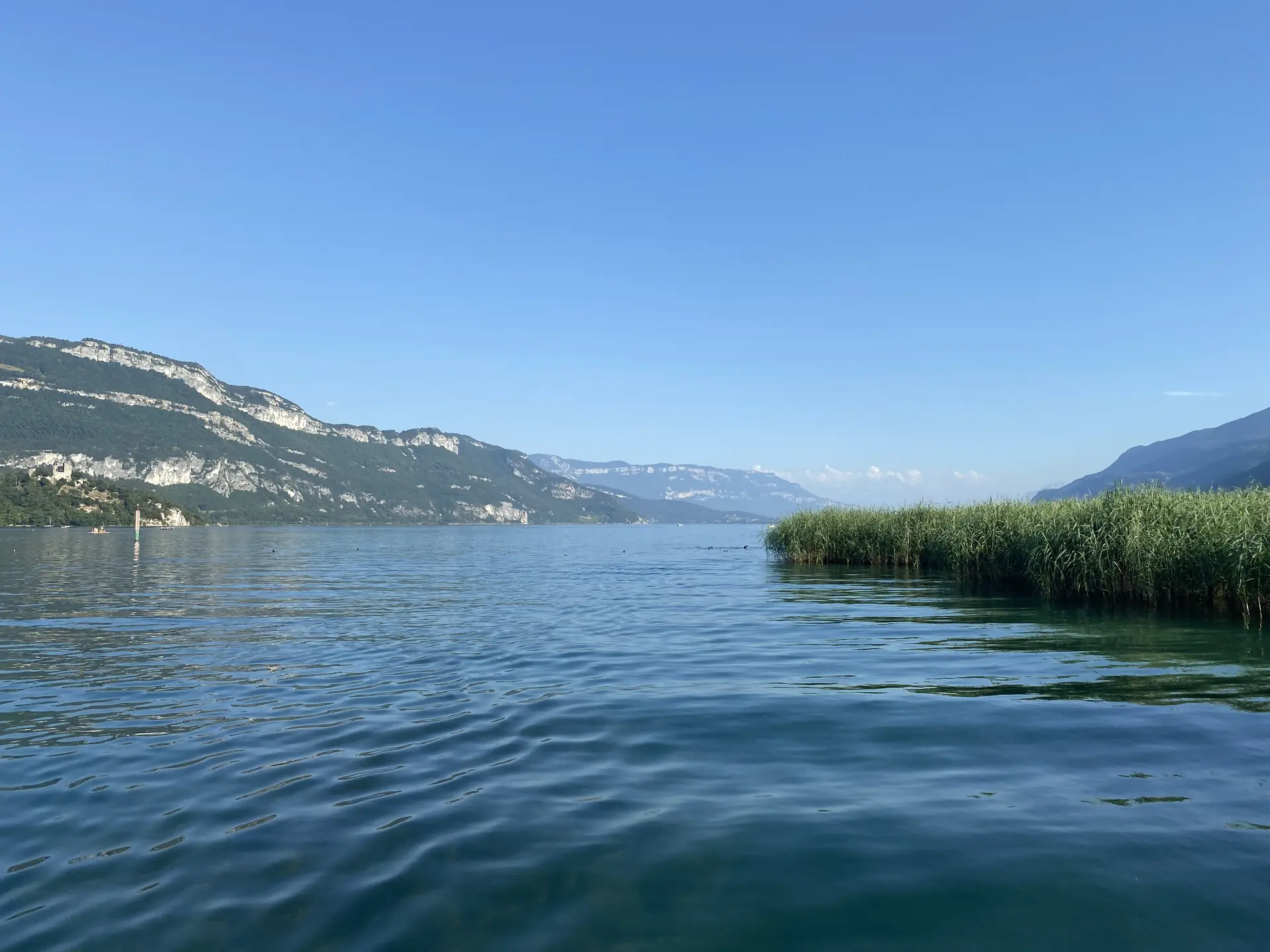 La roselière au nord du Lac du Bourget
